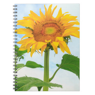 Sunflower, community garden, Moses Lake, WA, USA Notebook