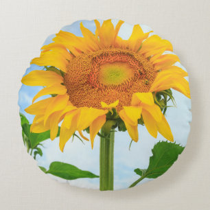 Sunflower, community garden, Moses Lake, WA, USA Round Cushion