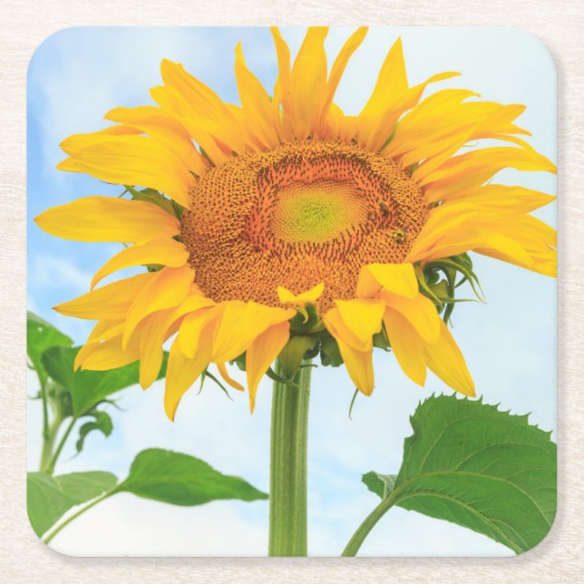 Sunflower, community garden, Moses Lake, WA, USA Square Paper Coaster (Front)