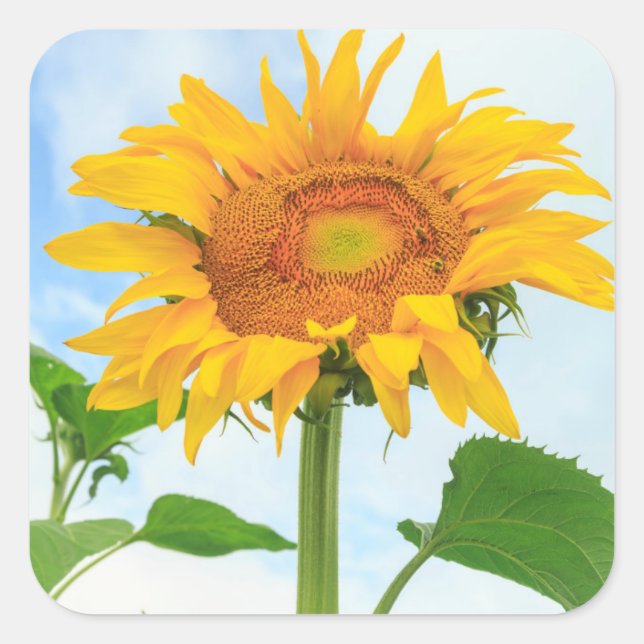 Sunflower, community garden, Moses Lake, WA, USA Square Sticker (Front)