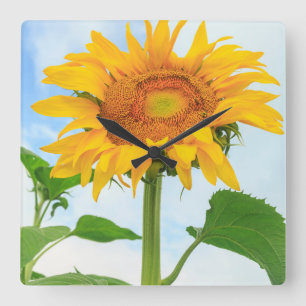 Sunflower, community garden, Moses Lake, WA, USA Square Wall Clock
