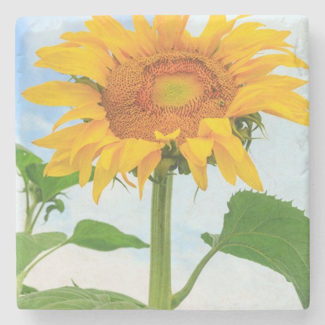 Sunflower, community garden, Moses Lake, WA, USA Stone Coaster (Front)
