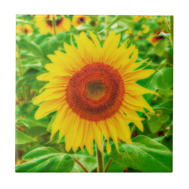 Sunflower Country Yellow Green Summer Floral Ceramic Tile (Front)