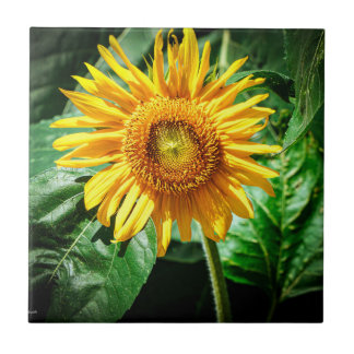 Sunflower Delight Ceramic Tile