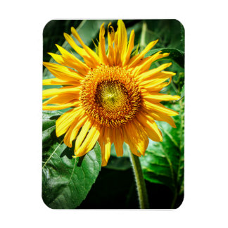 Sunflower Delight Magnet
