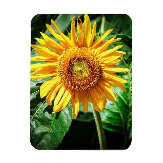 Sunflower Delight Magnet (Vertical)