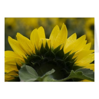 Sunflower Detail