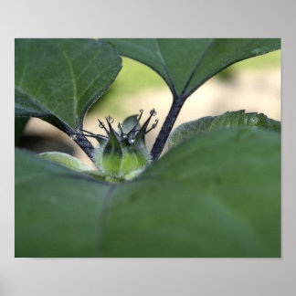 Sunflower Dew Poster