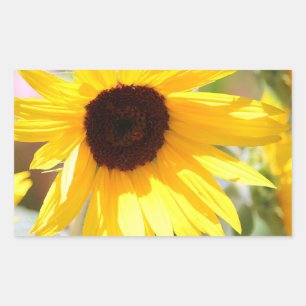 Sunflower Digital Photo Painting Rectangular Sticker