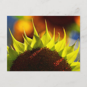 Sunflower Dreams Postcard
