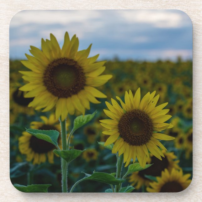 Sunflower Duo Close Up Coaster (Front)
