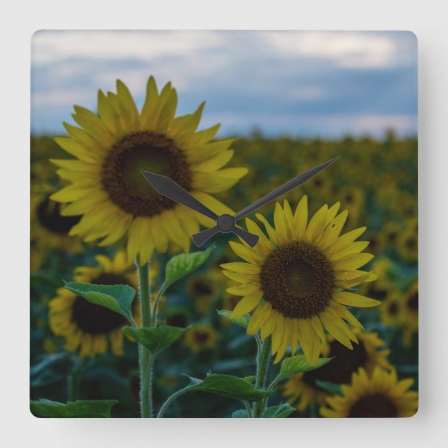 Sunflower Duo Close Up Square Wall Clock (Front)