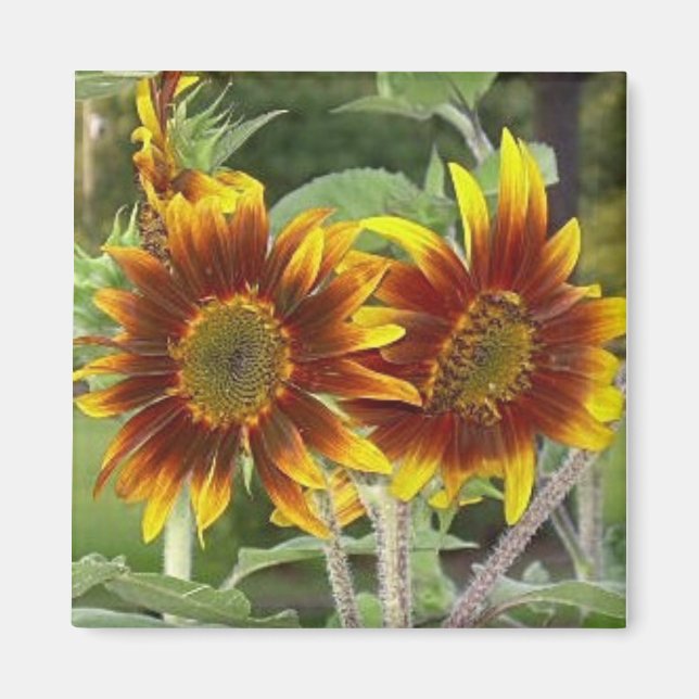 Sunflower Duo Magnet (Front)