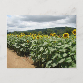 Sunflower Farm New Jersey Postcard