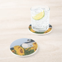 Sunflower Farm Sandstone Coaster