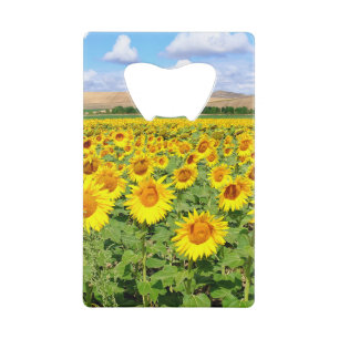 Sunflower field