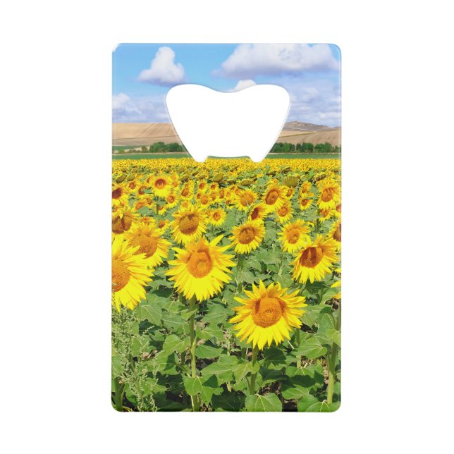 Sunflower field (Front)