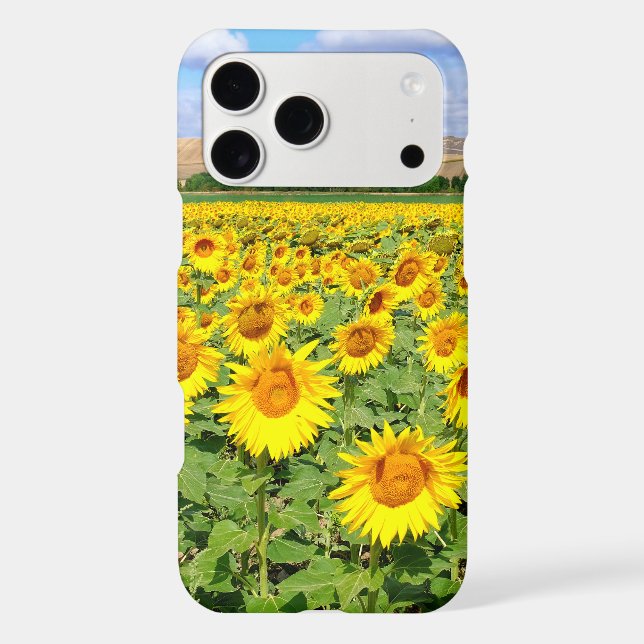 Sunflower field (Back)