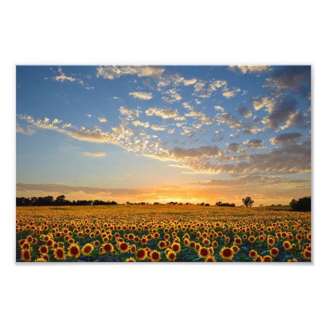 Sunflower Field at Sunset, 12x8 Photo Print (Front)