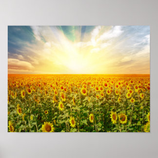 Sunflower Field at Sunset Poster