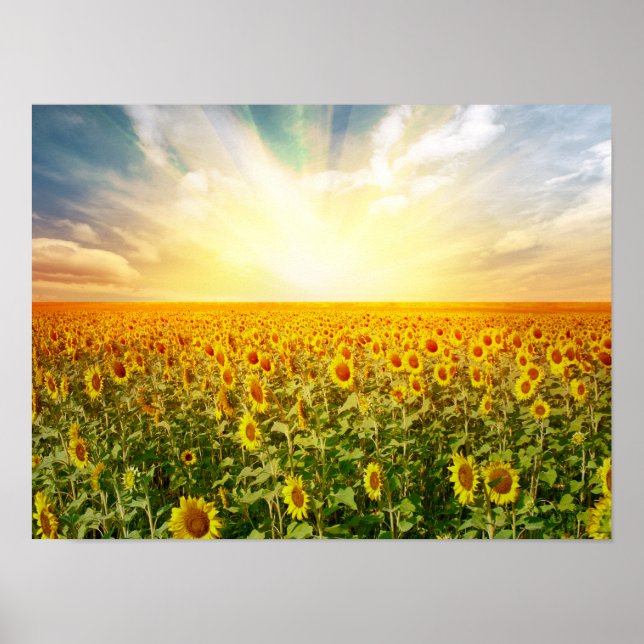 Sunflower Field at Sunset Poster (Front)