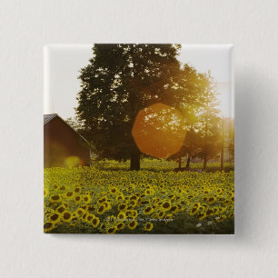 Sunflower Field At Sunset With A Barn 15 Cm Square Badge