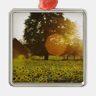 Sunflower Field At Sunset With A Barn Metal Tree Decoration