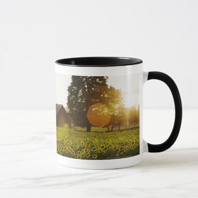 Sunflower Field At Sunset With A Barn Mug (Right)