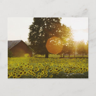 Sunflower Field At Sunset With A Barn Postcard