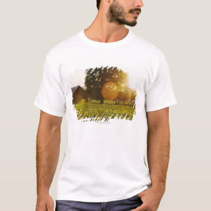 Sunflower Field At Sunset With A Barn T-Shirt