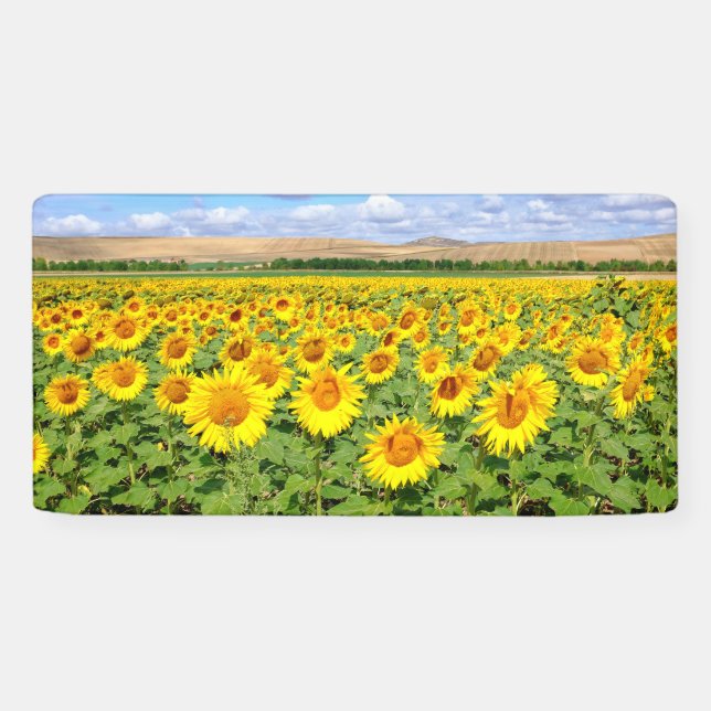 Sunflower field banner (Horizontal)