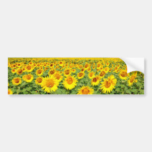 Sunflower field bumper sticker