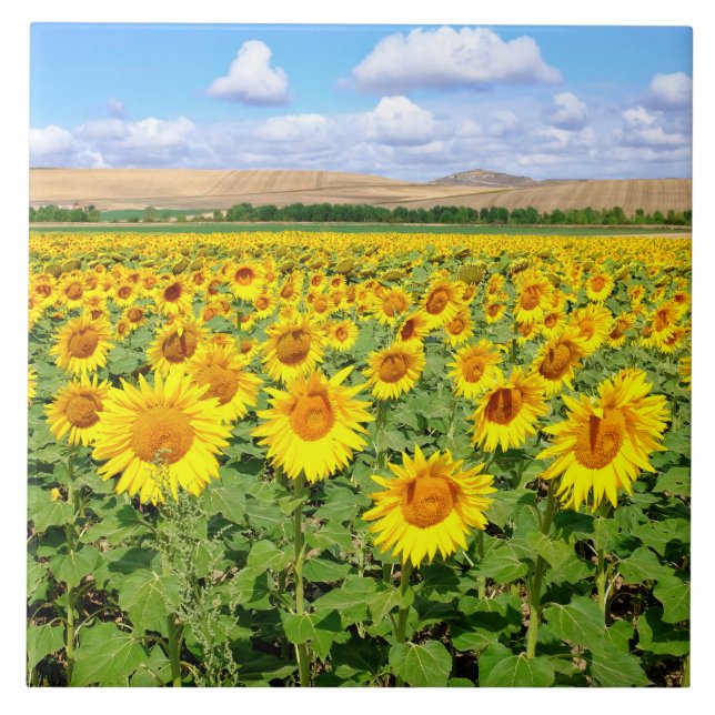 Sunflower field ceramic tile (Front)