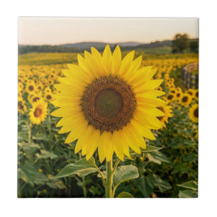 Sunflower Field Ceramic Tile