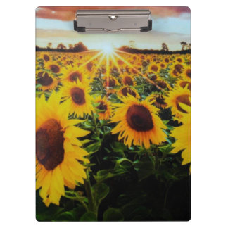 Sunflower field clipboard
