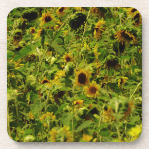 Sunflower field coaster