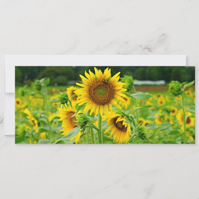 Sunflower field holiday card (Front)