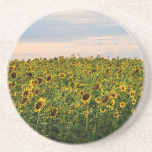 Sunflower Field in Evening Light Coaster