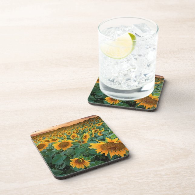 Sunflower Field in Longmont, Colorado Coaster (Right Side)