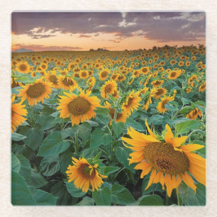 Sunflower Field in Longmont, Colorado Glass Coaster