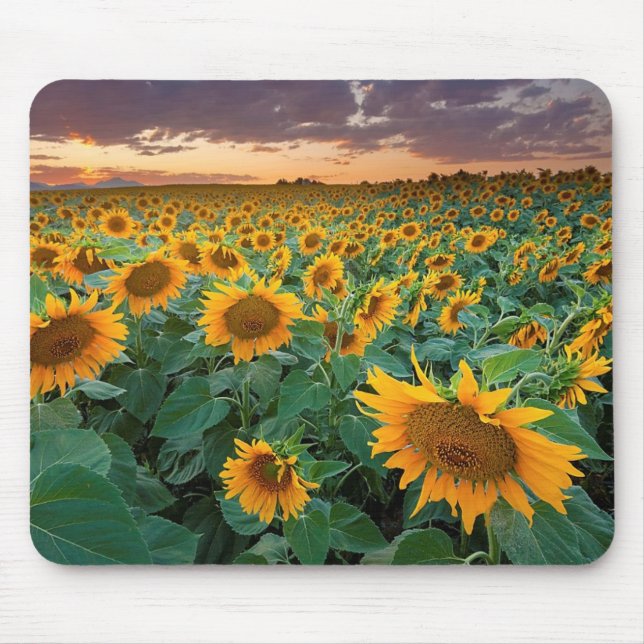 Sunflower Field in Longmont, Colorado Mouse Pad (Front)