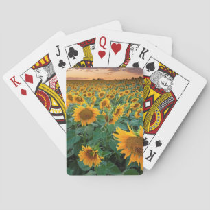 Sunflower Field in Longmont, Colorado Playing Cards