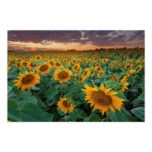 Sunflower Field in Longmont, Colorado Poster (Front)