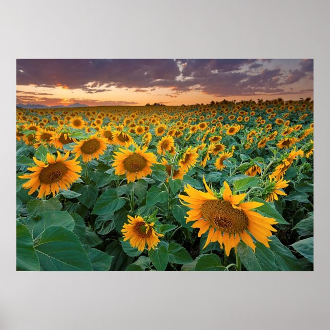 Sunflower Field in Longmont, Colorado Poster (Front)