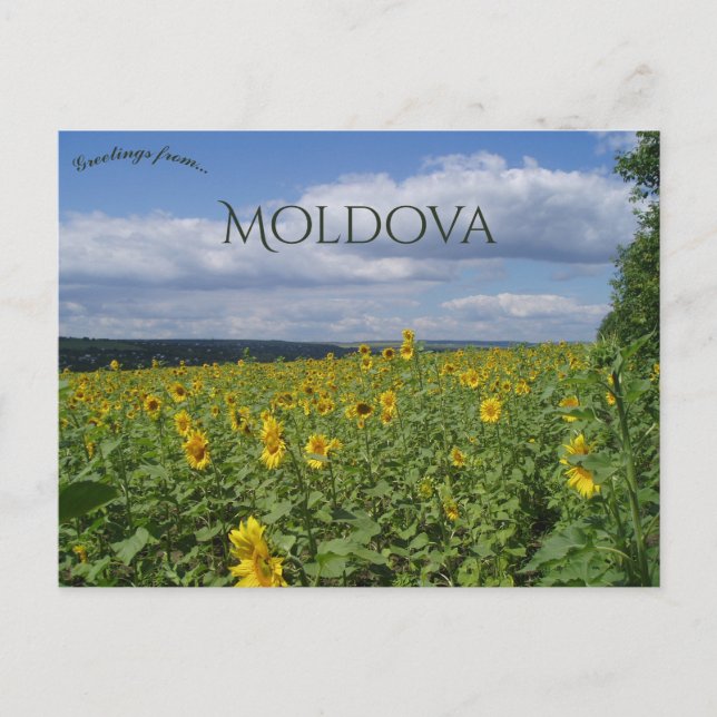 Sunflower Field in Moldova Postcard (Front)