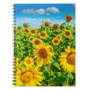 Sunflower field in summer sunny day. Picturesque l Notebook