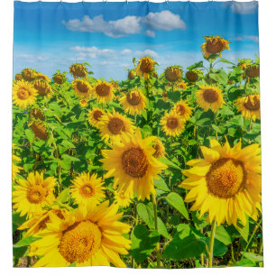 Sunflower field in summer sunny day. Picturesque l Shower Curtain