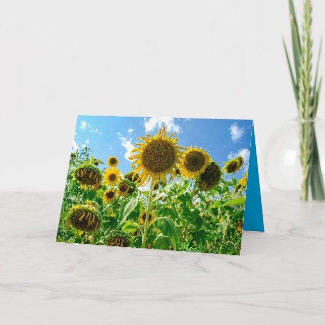 Sunflower field in sunshine card (Front)