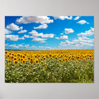 Sunflower field in Toscana Poster