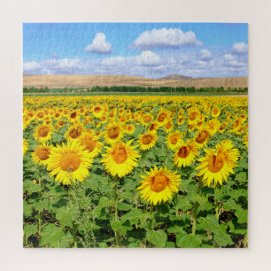 Sunflower field jigsaw puzzle